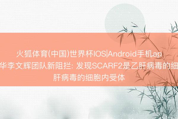 火狐体育(中国)世界杯IOS|Android手机app下载 清华李文辉团队新阻拦: 发现SCARF2是乙肝病毒的细胞内受体